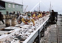 GRÓ 019 016 1-1.jpg