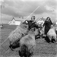 ÓKM 063 123 4-1.jpg