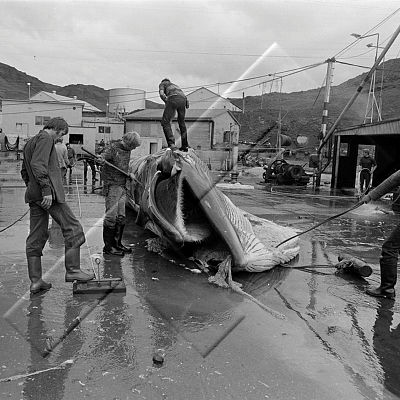 365 Hvalfjörður Hvalstöðin 03.jpg